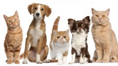 UNIDAD DE TENENCIA RESPONSABLE Y ZOONOSIS