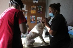 MUNICIPIO DESARROLLA OPERATIVO DE ESTERILIZACIÓN PARA ANIMALES EN CONDICIÓN DE ABANDONO