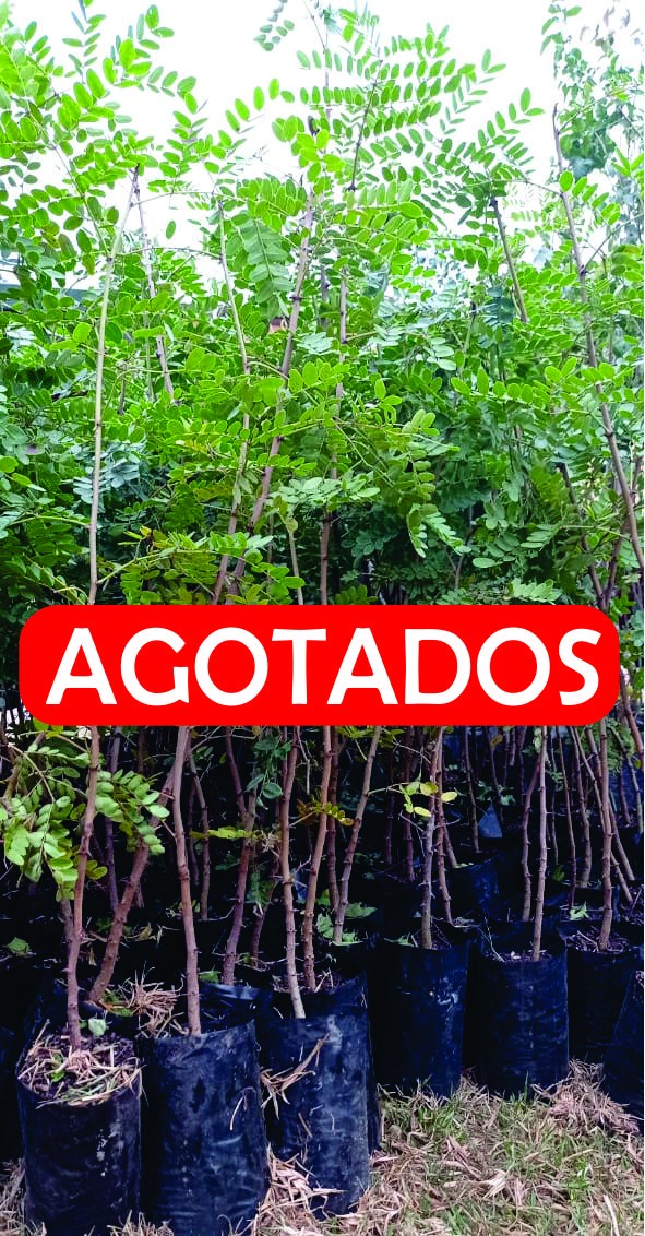 TODO UN ÉXITO RESULTÓ EL PROGRAMA DE ÁRBOLES NATIVOS